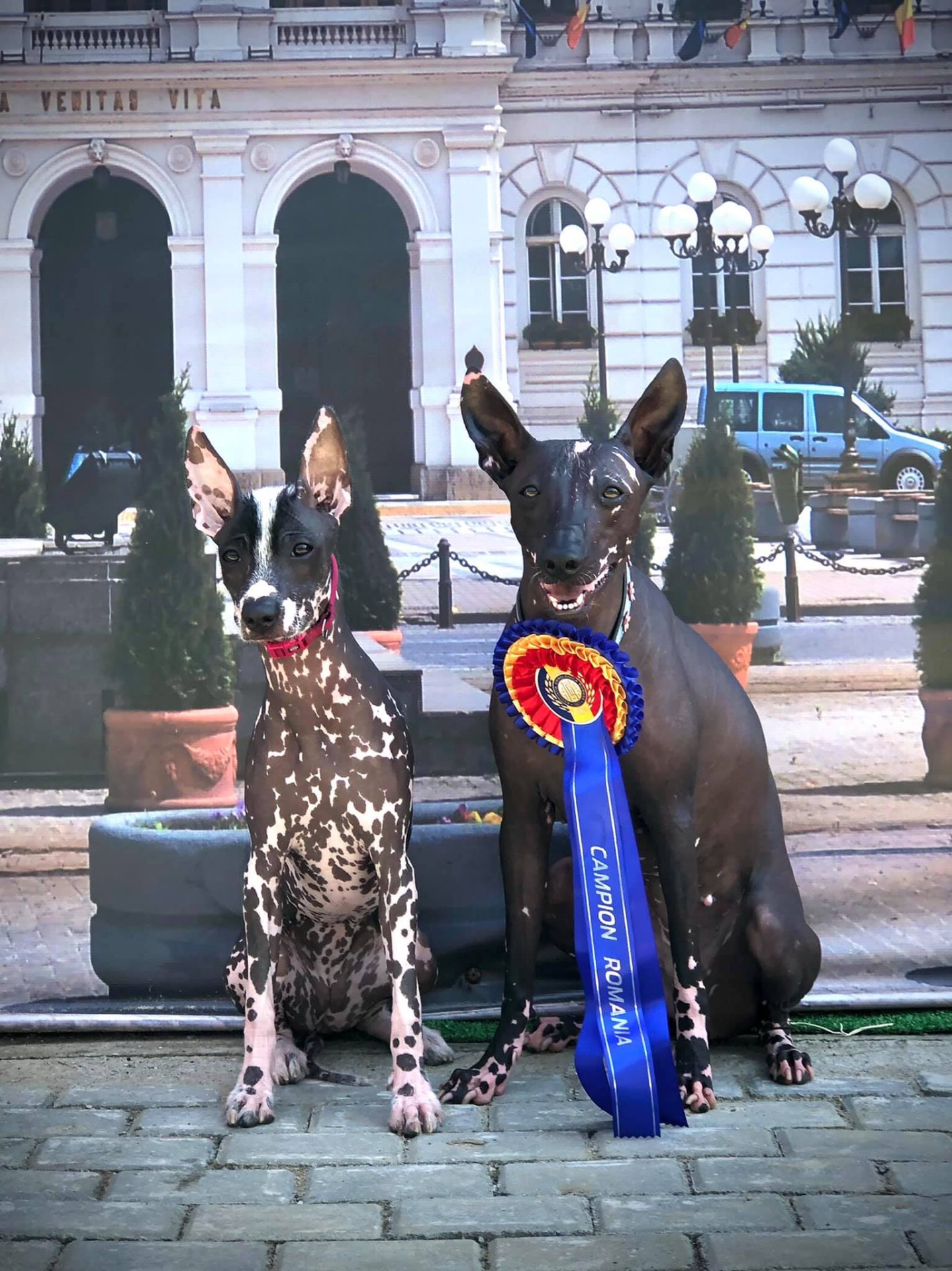Zahara Tawita Pazzda - Dog Show Arad